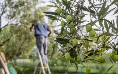 Italian Olive Oil Harvest 2020 – The Stats